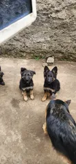 Mbwa Mchanga wa Kijerumani Mwenye Usafi, Jike na Dume, Miezi 1-3 - 3