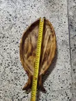 Luxury Wooden Fish Platter - Brand New - 3