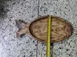 Luxury Wooden Fish Platter - Brand New - 4