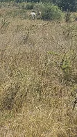 Kitalu cha 50x100 Bei Nafuu Malaa - Mauzo ya Haraka - 3