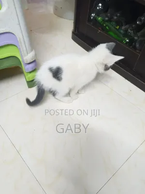 Kitten wa Kike Mchanganyiko wa Tabby, Miezi 1-3