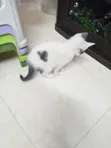 Kitten wa Kike Mchanganyiko wa Tabby, Miezi 1-3 - 1