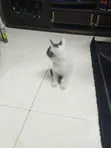 Kitten wa Kike Mchanganyiko wa Tabby, Miezi 1-3 - 2