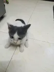 Kitten wa Kike Mchanganyiko wa Tabby, Miezi 1-3 - 3