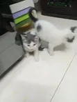 Kitten wa Kike Mchanganyiko wa Tabby, Miezi 1-3 - 4