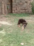 Purebred German Shepherd Puppy (3-6 Months) - 1