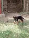 Purebred German Shepherd Puppy (3-6 Months) - 2