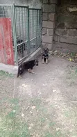 Purebred German Shepherd Puppy (3-6 Months) - 3