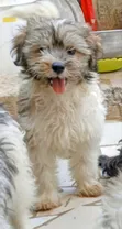 Purebred Maltese Puppy - 1-3 Months Old - 1