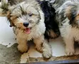 Purebred Maltese Puppy - 1-3 Months Old - 2
