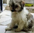 Purebred Maltese Puppy - 1-3 Months Old - 3