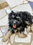 Purebred Maltese Puppy - 1-3 Months Old - 4