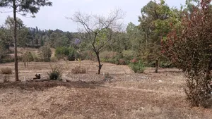 50x100ft Residential Plots for Sale in Oloika, Rongai