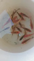 Samaki wa Koi Wenye Afya (Inchi 4-5) - 2