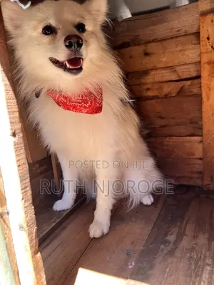 Purebred Japanese Spitz - 1+ Year Male