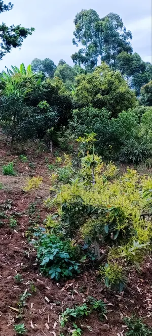 Prime Farmland for Sale in Kangari
