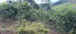 Prime Farmland for Sale in Kangari - 2