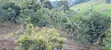 Prime Farmland for Sale in Kangari - 3