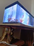 3ft Desktop Aquarium with Goldfish - 1