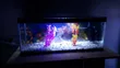 3ft Desktop Aquarium with Goldfish - 3