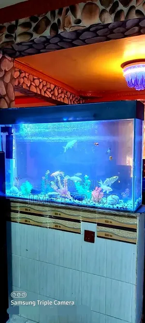 Black Sticker Desktop Aquarium with Goldfish
