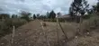 Quarter Acre Plot for Sale in Milimani, Kitengela - 5