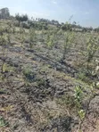 Eneo la Eka 1 Linauzwa Naromoru, Kien East - 5
