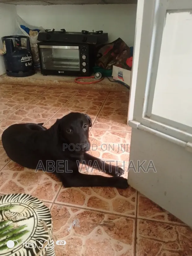 Female Mixed Breed Labrador Retriever Puppy, 3-6 Months - 1