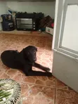 Female Mixed Breed Labrador Retriever Puppy, 3-6 Months - 1