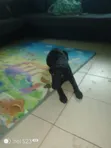 Female Mixed Breed Labrador Retriever Puppy, 3-6 Months - 2