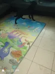 Female Mixed Breed Labrador Retriever Puppy, 3-6 Months - 3
