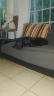 Female Mixed Breed Labrador Retriever Puppy, 3-6 Months - 4