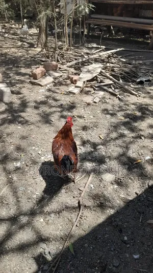 Free Range Kiemyeji Roosters for Meat & Breeding