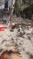 Free Range Kiemyeji Roosters for Meat & Breeding - 2