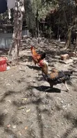 Free Range Kiemyeji Roosters for Meat & Breeding - 3