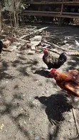 Free Range Kiemyeji Roosters for Meat & Breeding - 4