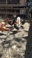 Free Range Kiemyeji Roosters for Meat & Breeding - 5