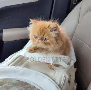 Purebred Persian Kitten - 1-3 Months Old