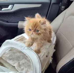 Purebred Persian Kitten - 1-3 Months Male