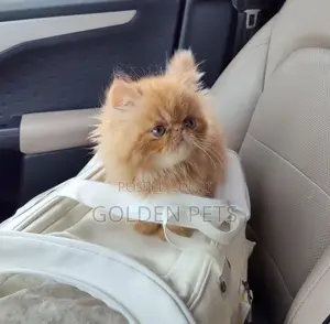 Purebred Persian Kitten - 1-3 Months Male