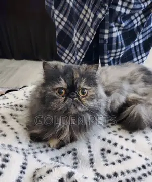 Female Purebred Persian Cat, 6-12 Months