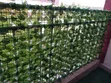 Fensi Bandia Mpya 1m x 3m - 2