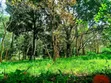 Eka 0.5 ya Ardhi Inauzwa Karen Muteero - 2