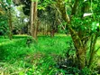 Eka 0.5 ya Ardhi Inauzwa Karen Muteero - 4