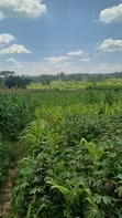 3 Acres Matungu Land for Sale - 3