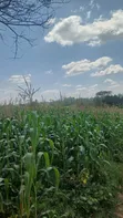 3 Acres Matungu Land for Sale - 4
