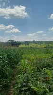 3 Acres Matungu Land for Sale - 5