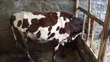 Ng'ombe wa Maziwa wa Ayrshire - Mjamzito Miezi 7 - 4