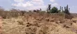 Vipande vya Robo Ekari kwa Mauzo Ngong Kimuka - 4