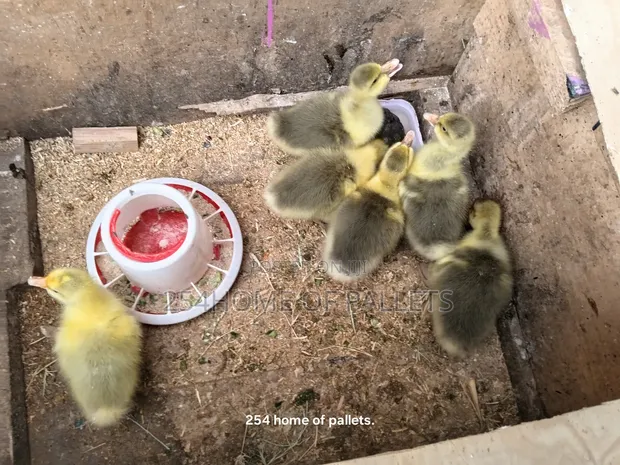 Healthy Gooselings - 2 Weeks Old - 1